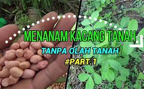 Tanam Kacang Panjang Tanpa Olah Tanah